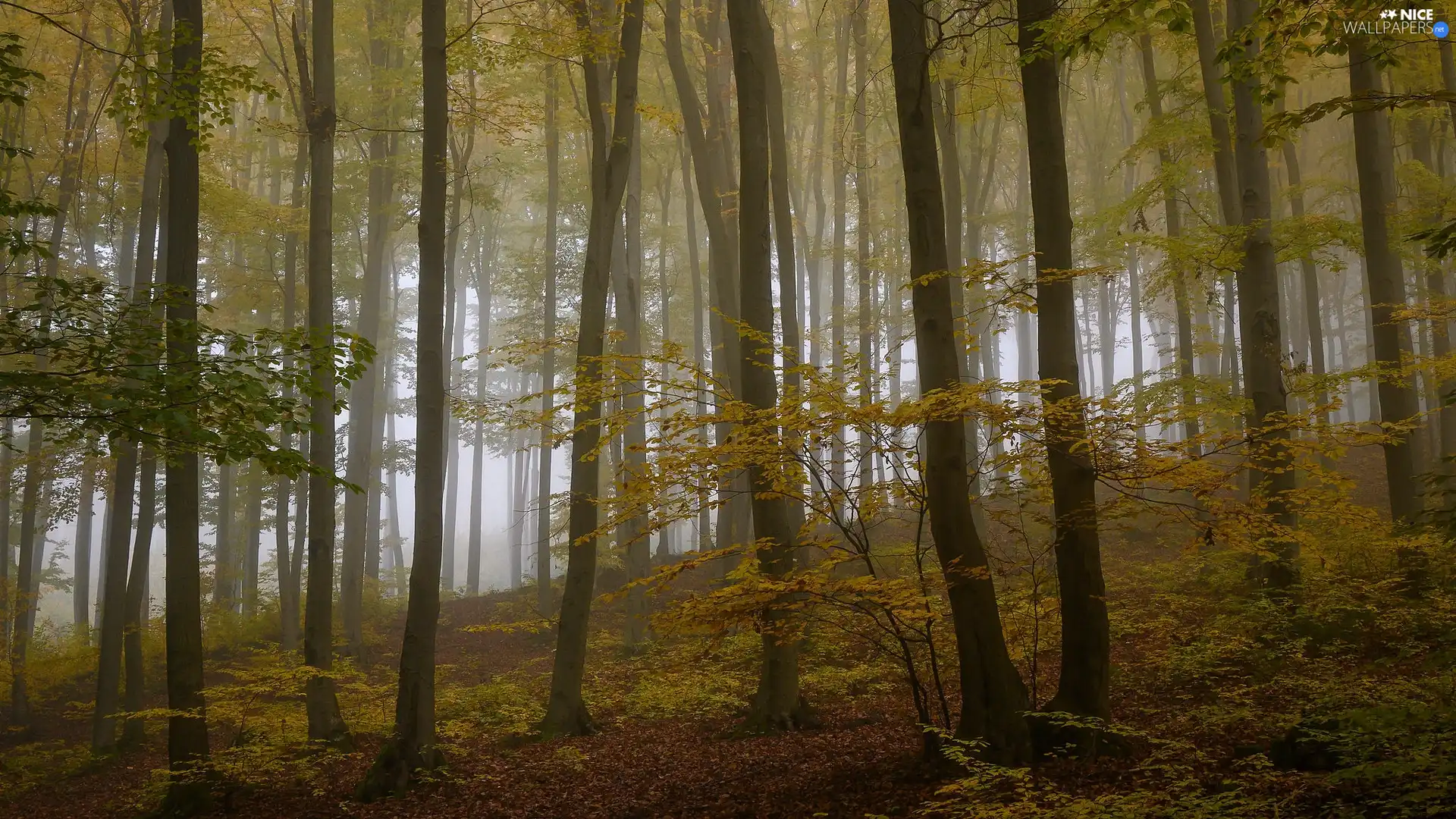 forest, Fog, viewes, autumn, trees
