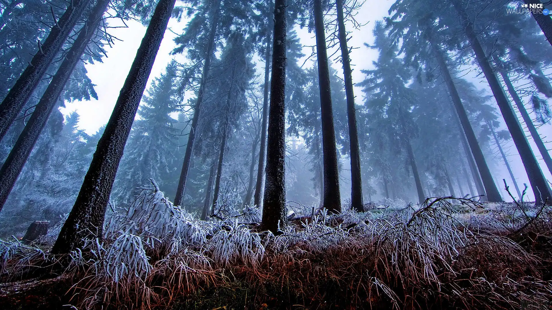 Fog, forest, winter