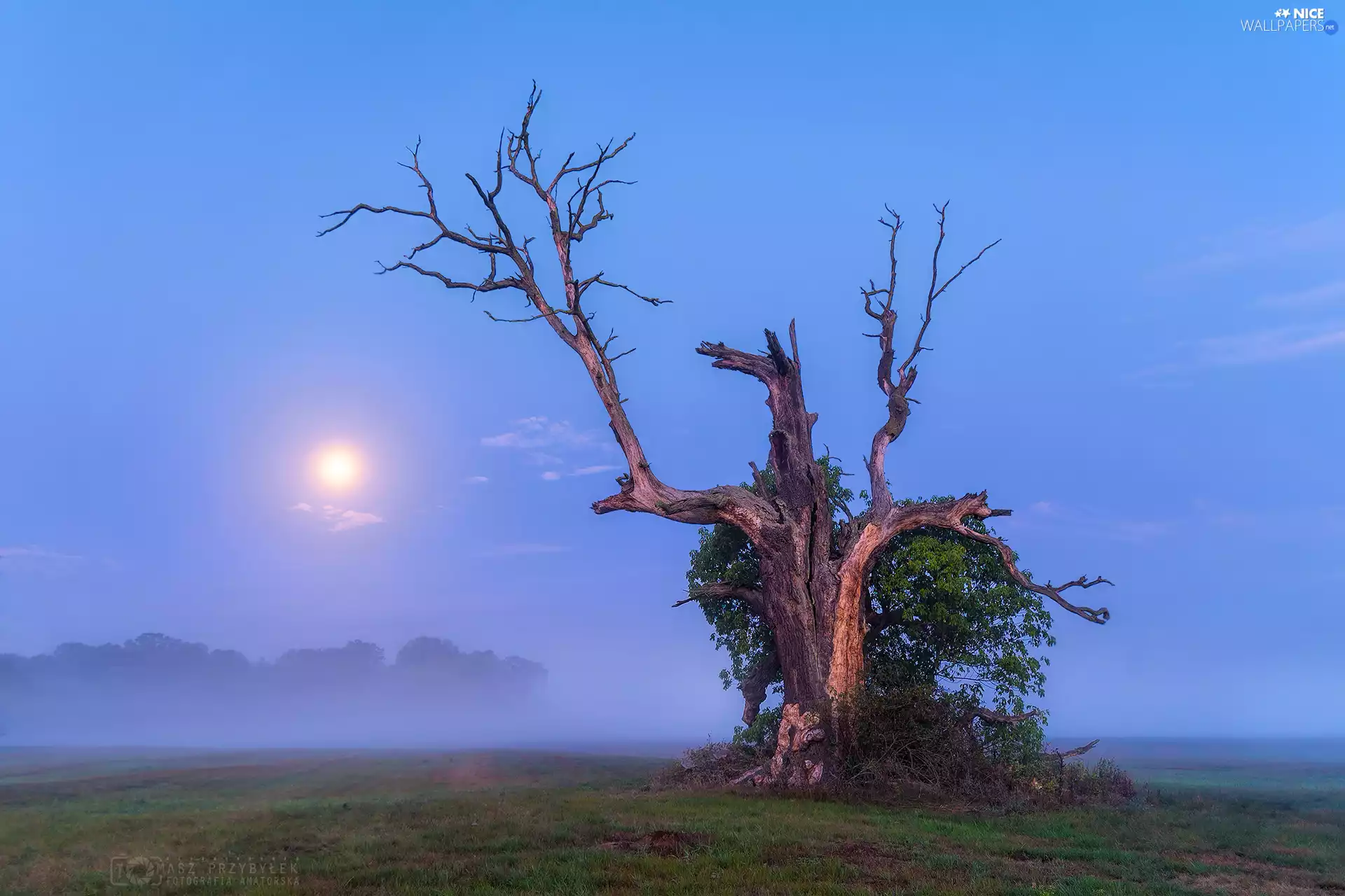 trunk, trees, moon, Fog, oak, withered