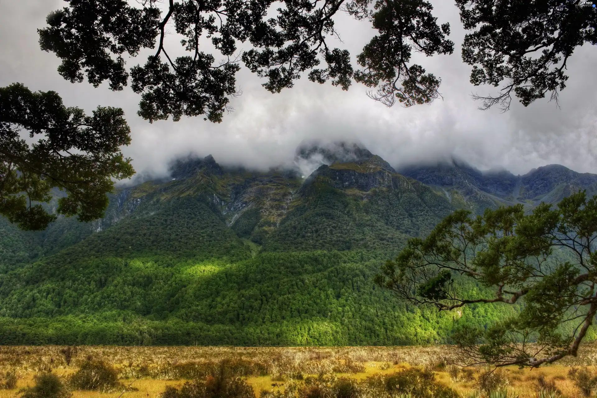 Fog, Mountains, woods