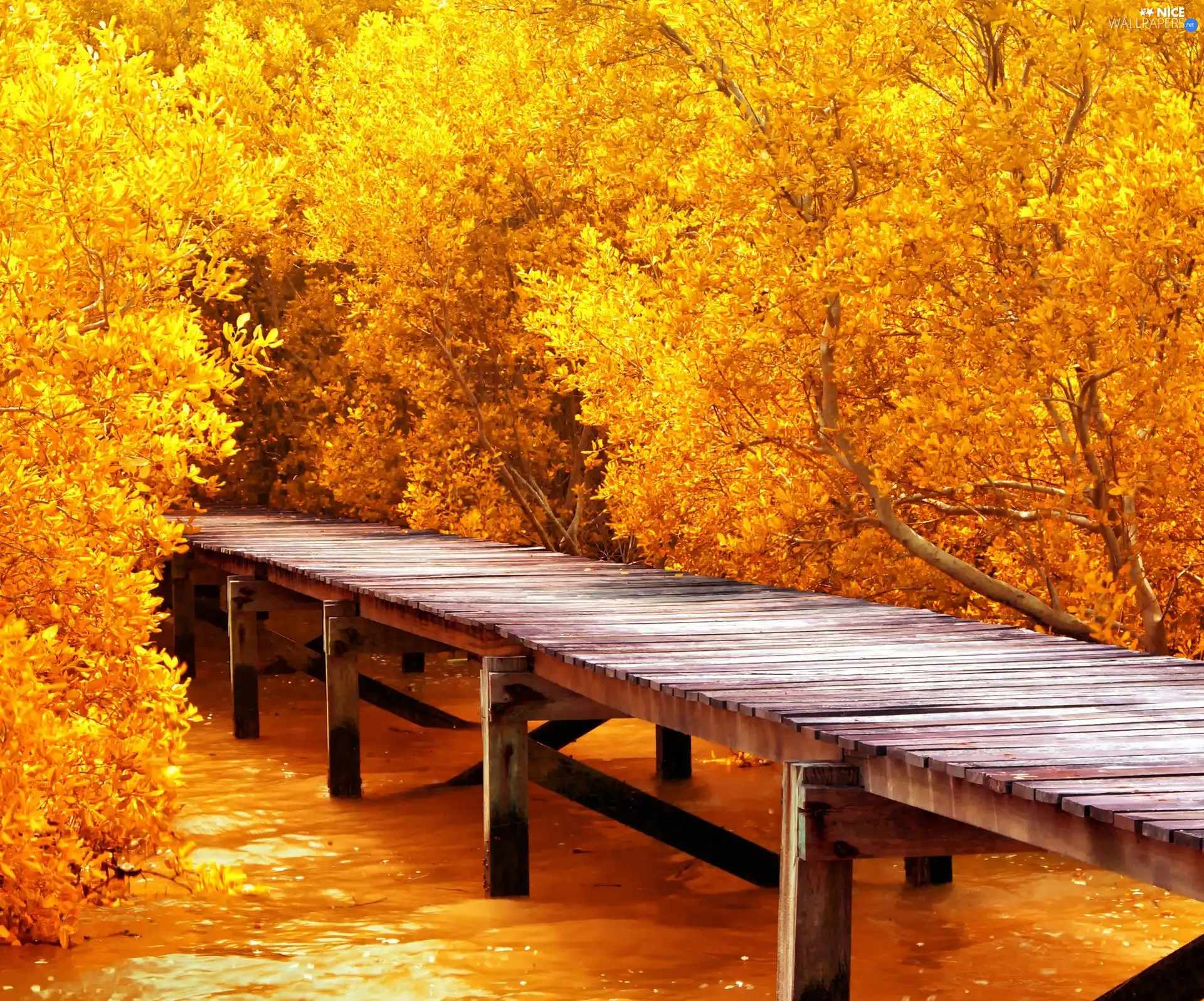 autumn, viewes, footbridge, trees