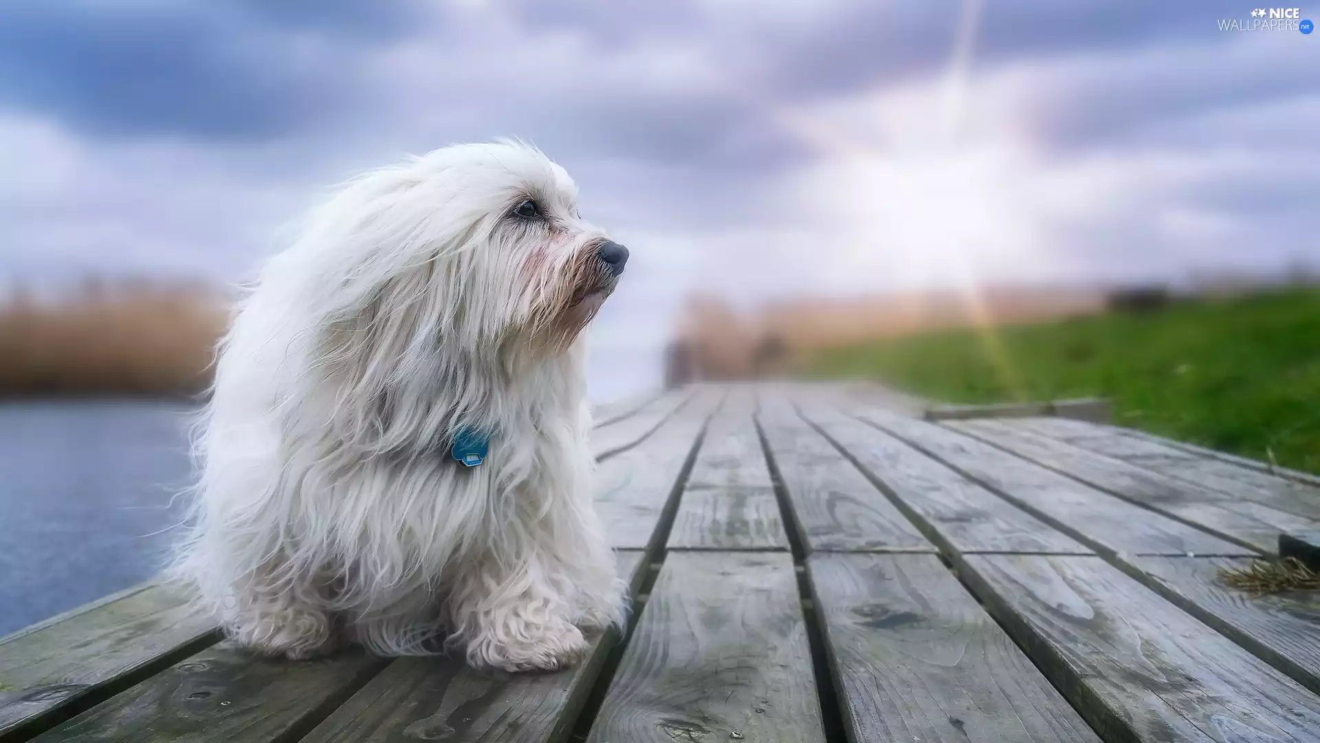 footbridge, dog, Havanese