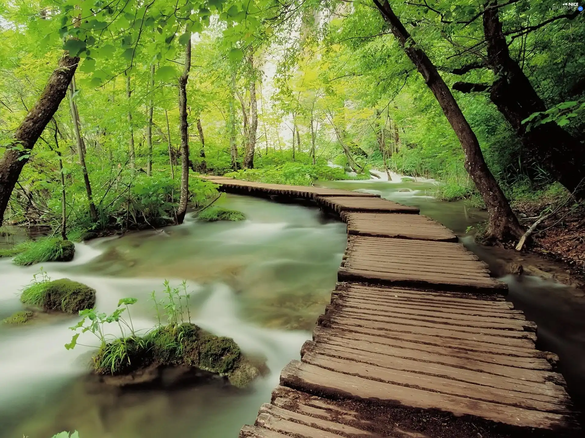 footbridge, forest, River