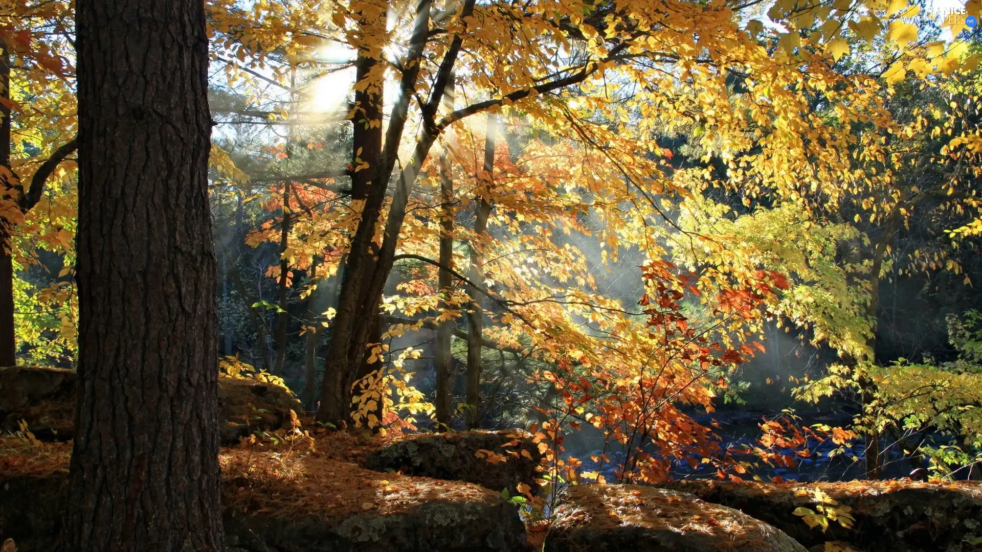 autumn, forest