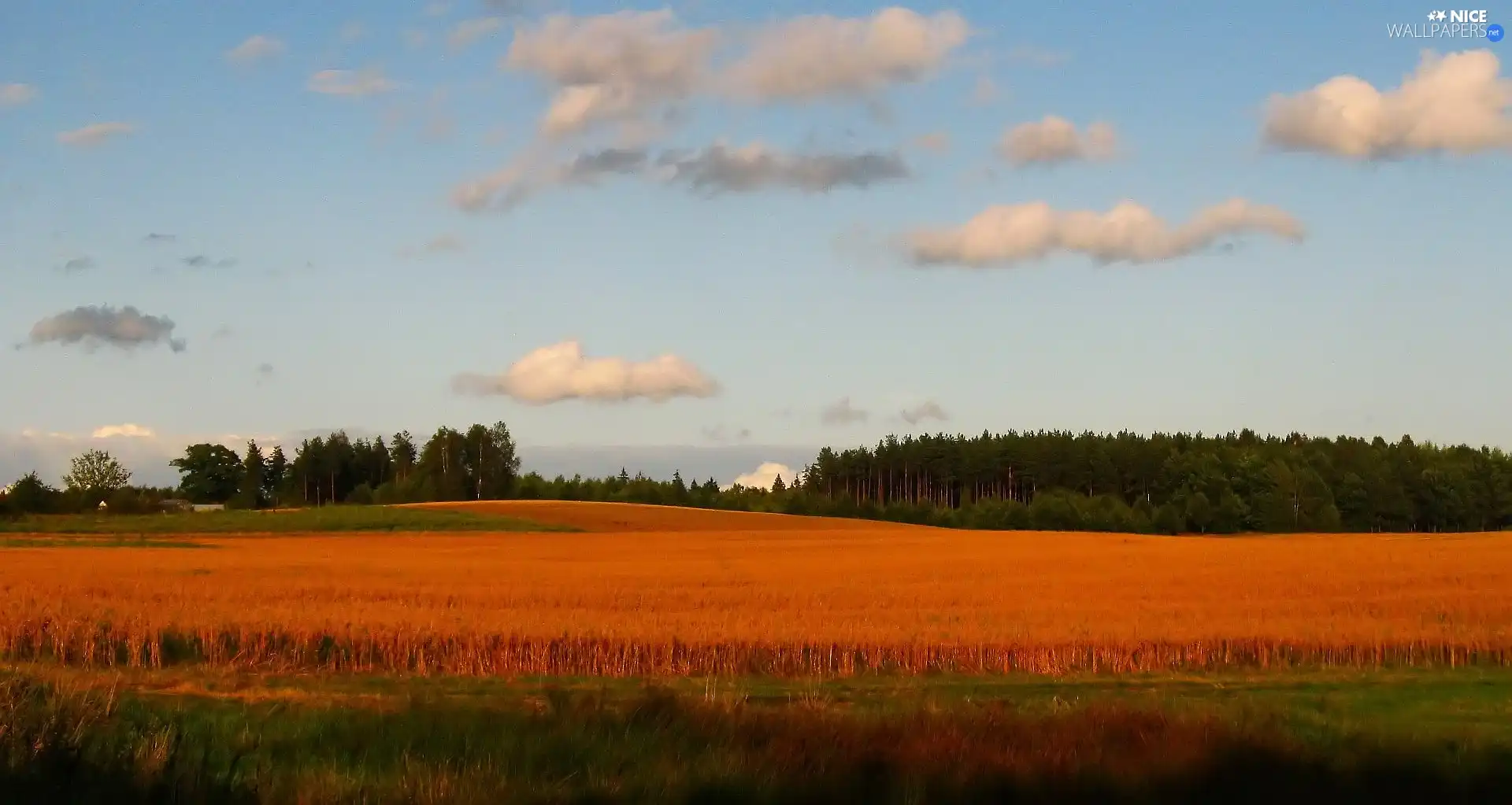 forest, Field, autumn