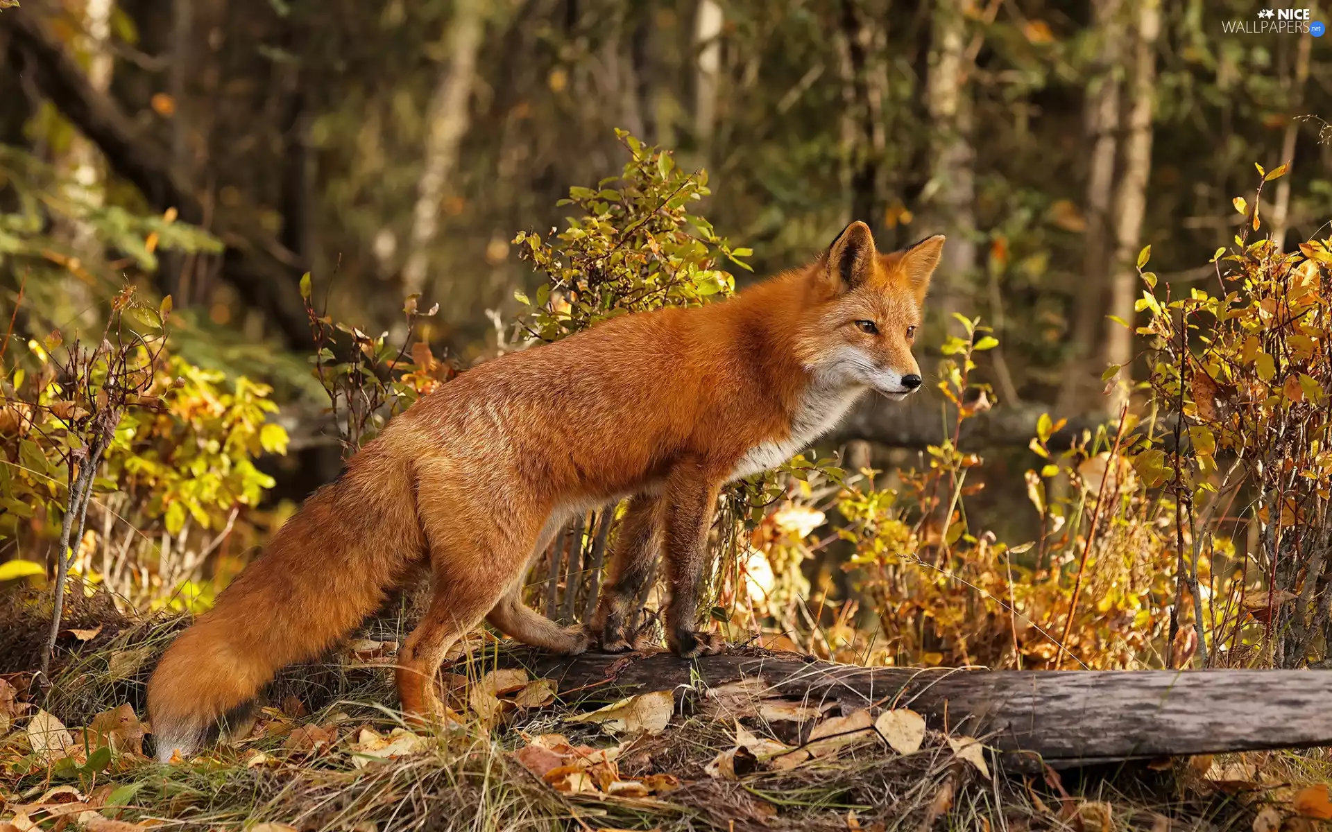 autumn, ginger, Fox, forest