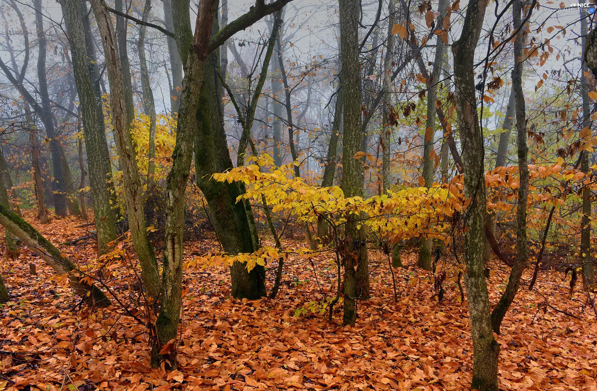 autumn, Yellow, Leaf, forest