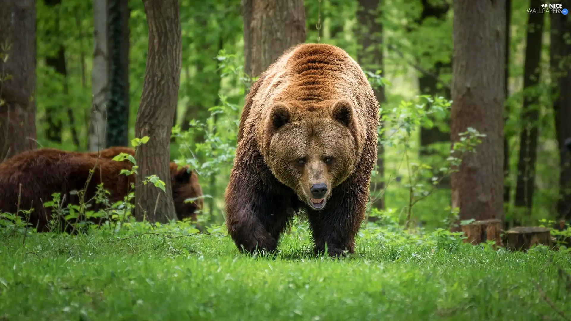 trees, viewes, Green, forest, Brown bear