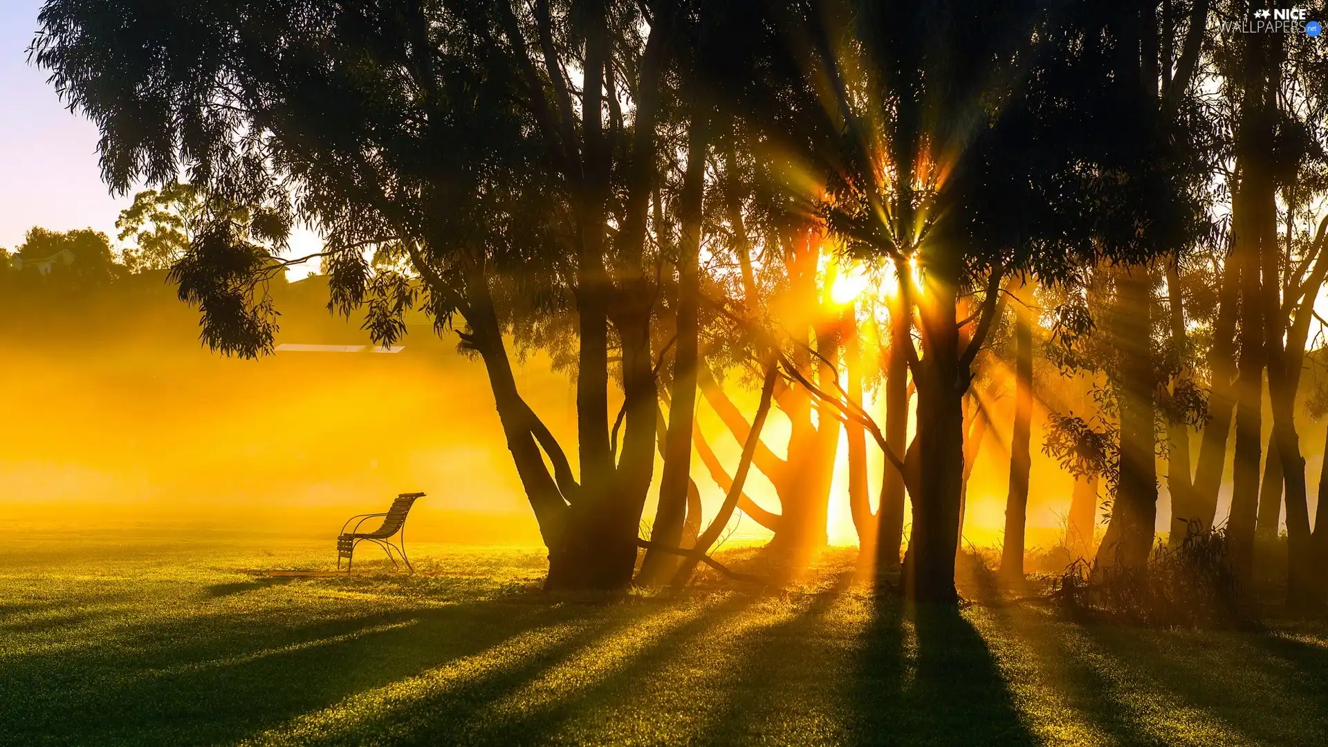 Sunrise, forest, Bench, rays