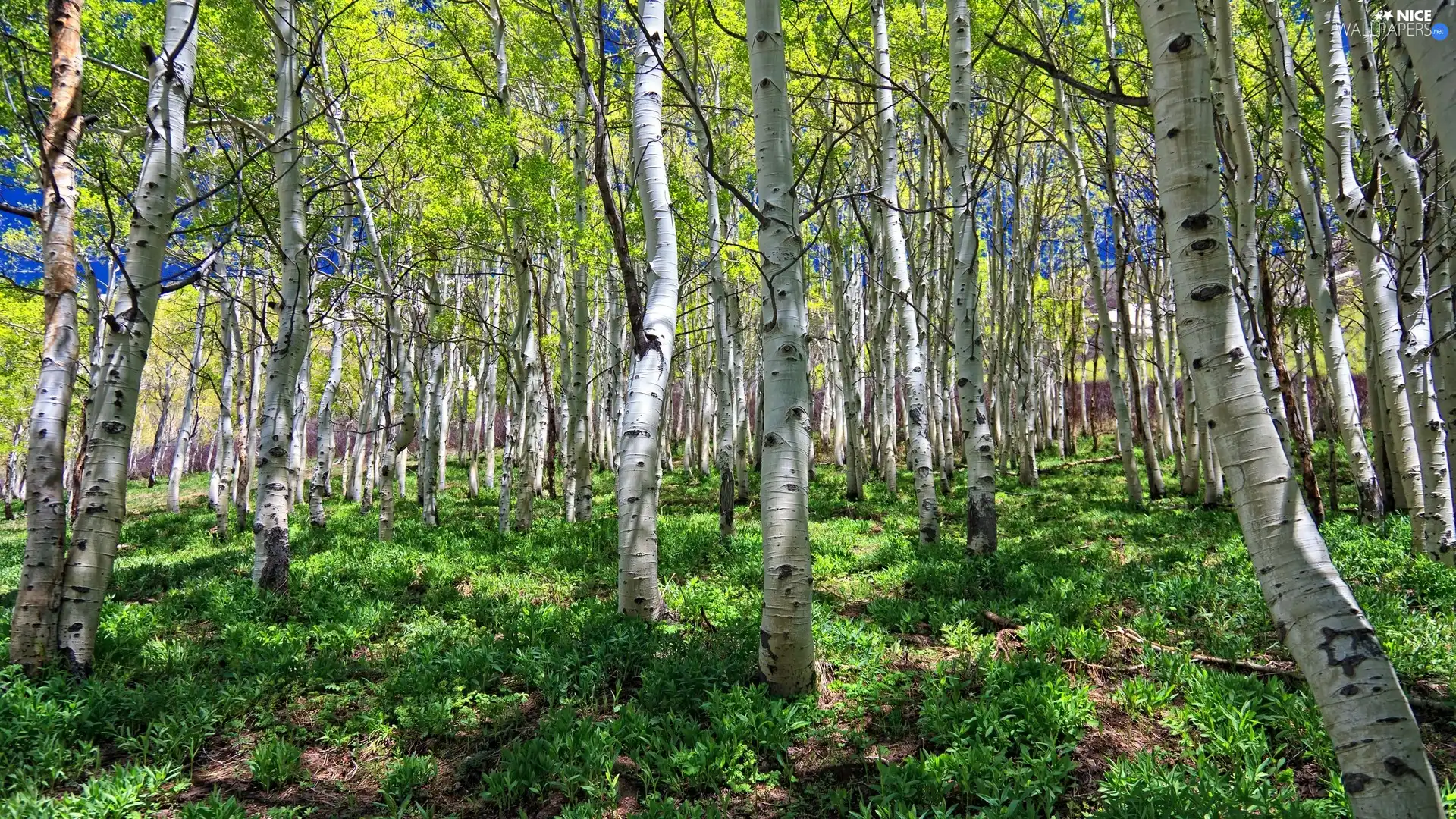 birch, forest