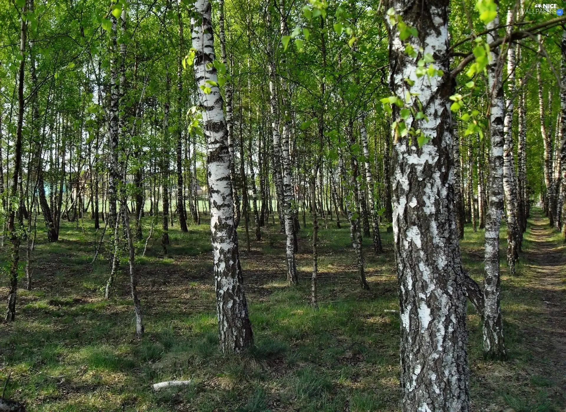 birch, forest