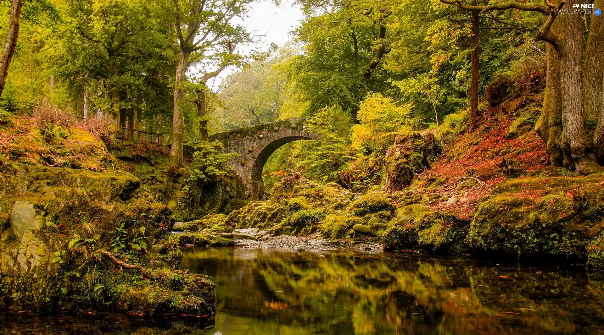 forest, River, bridge