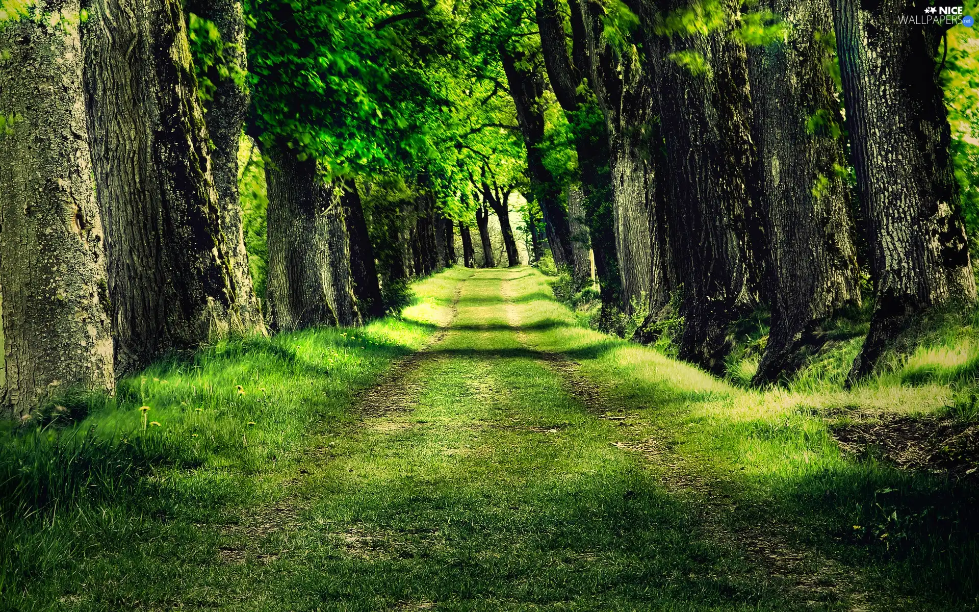 forest, Way, by