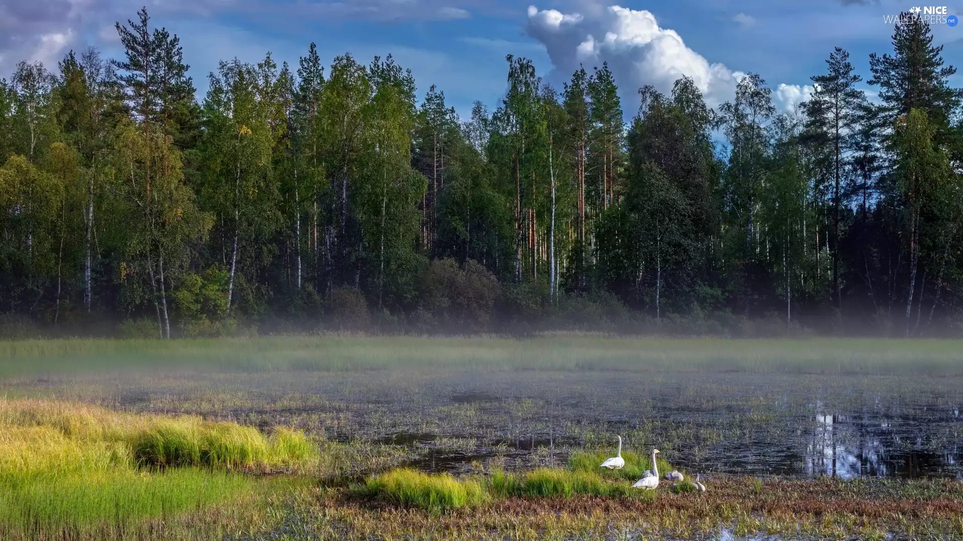 trees, Pond - car, forest, Swan, viewes, grass