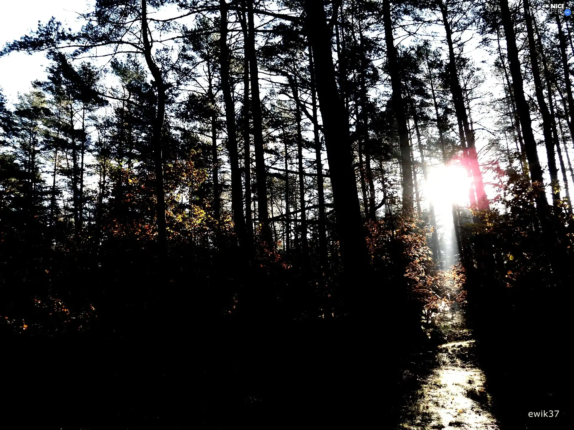 viewes, piercing light, forest, trees, car in the meadow