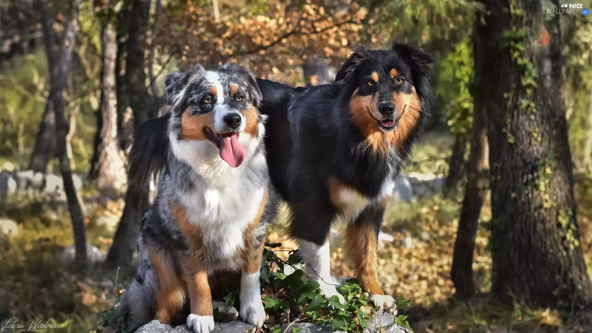 forest, Dogs, viewes, Australian Shepherds, Two cars, trees, Plants