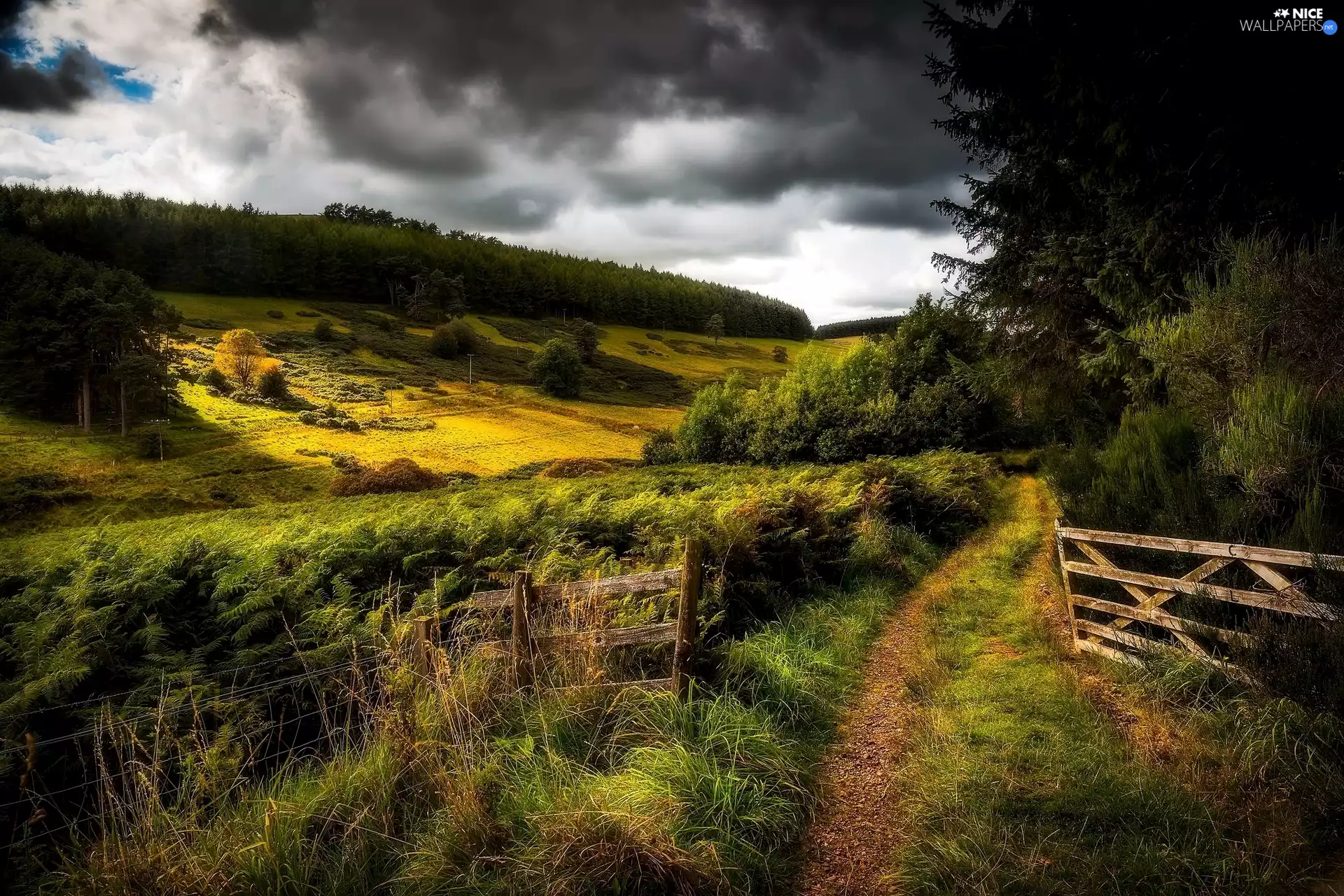 forest, Way, trees, viewes, clouds, The Hills, fern, dark, fence
