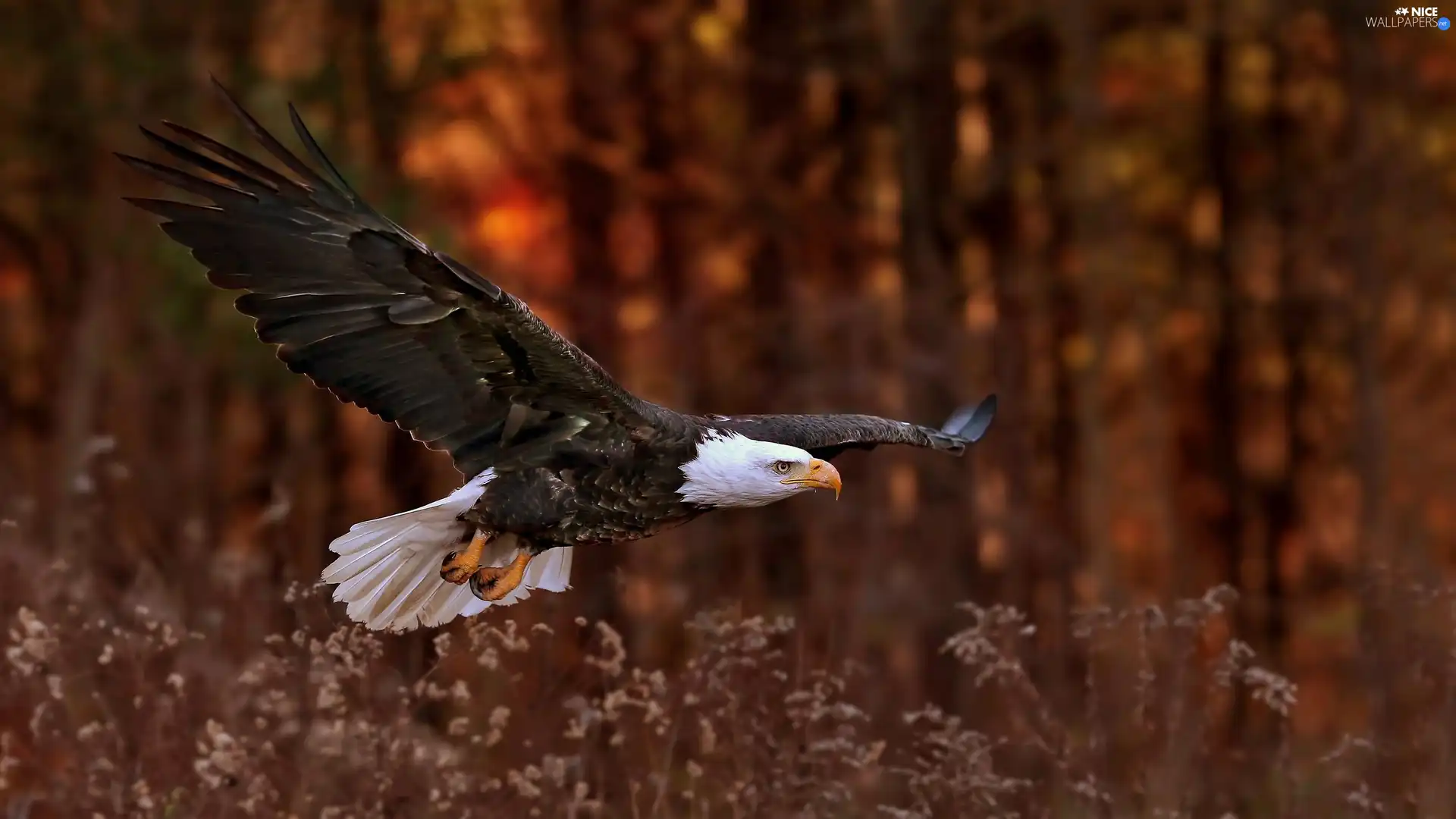 American Bald Eagle, grass, forest, flight