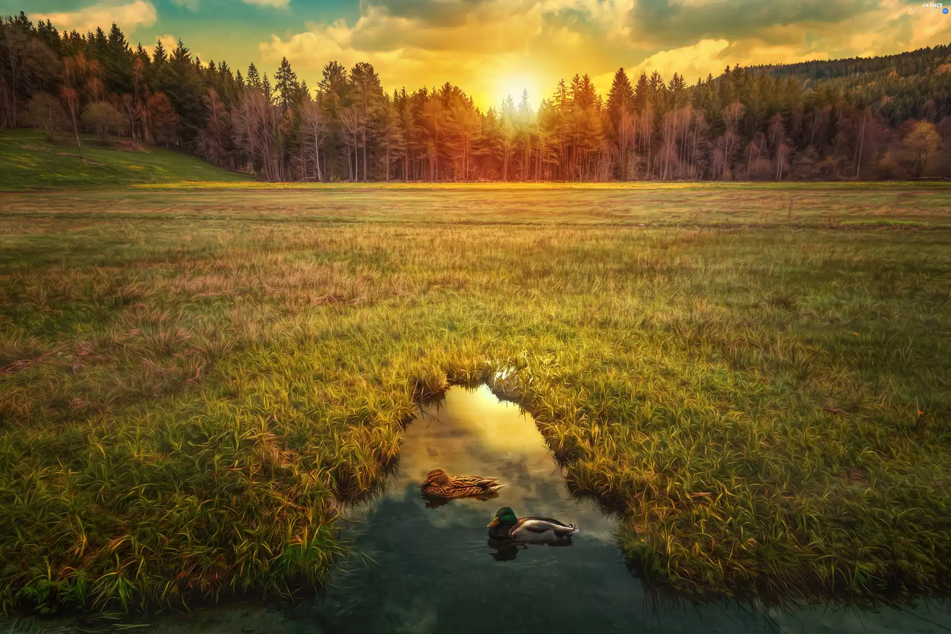 Great Sunsets, clouds, forest, ducks, Field