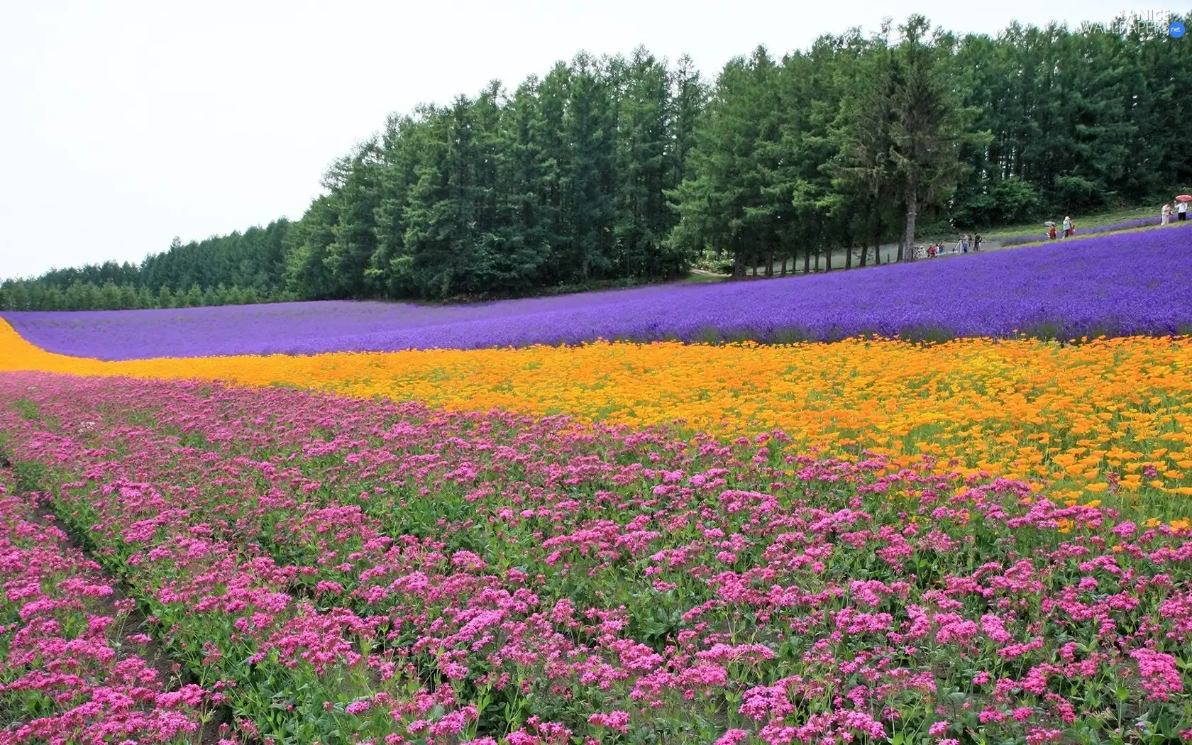 Field, Flowers, forest, farm