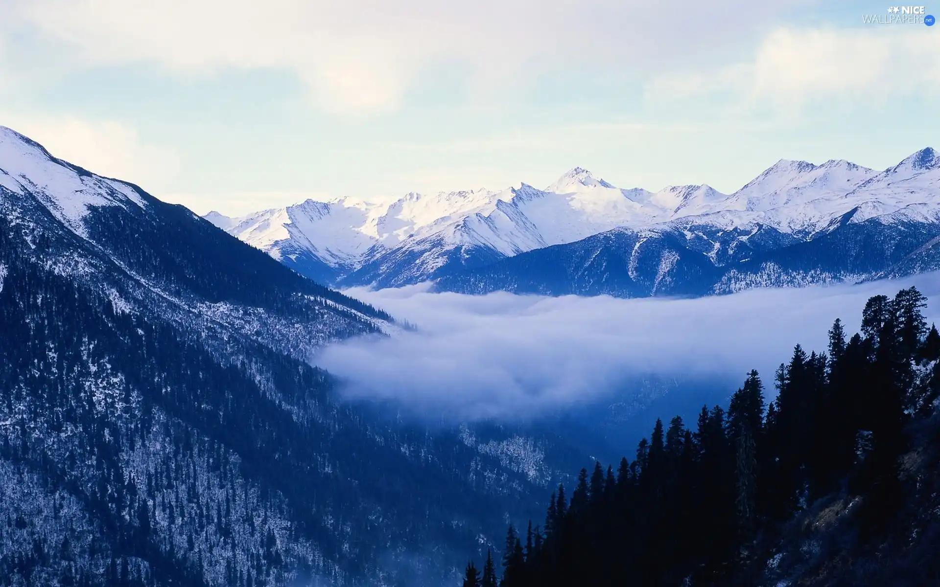 forest, Fog, Snowy, peaks, Mountains