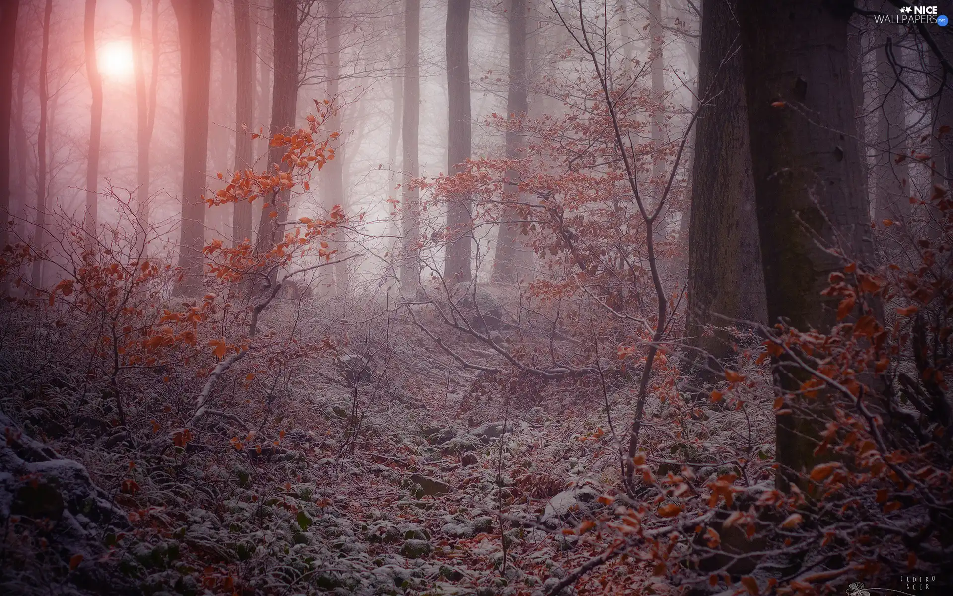 forest, winter, Frost