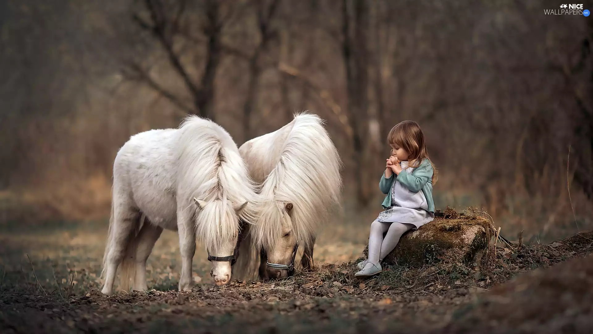 trunk, forest, girl, ponies, Kid