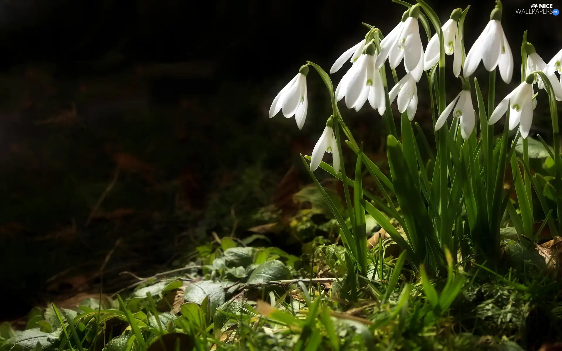 forest, snowdrops, grass