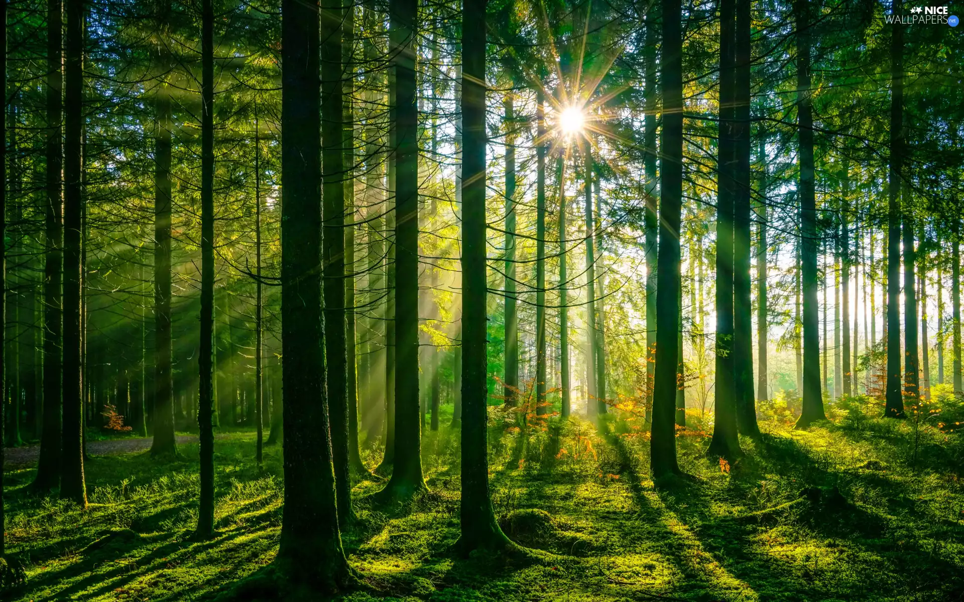 trees, viewes, grass, light breaking through sky, forest