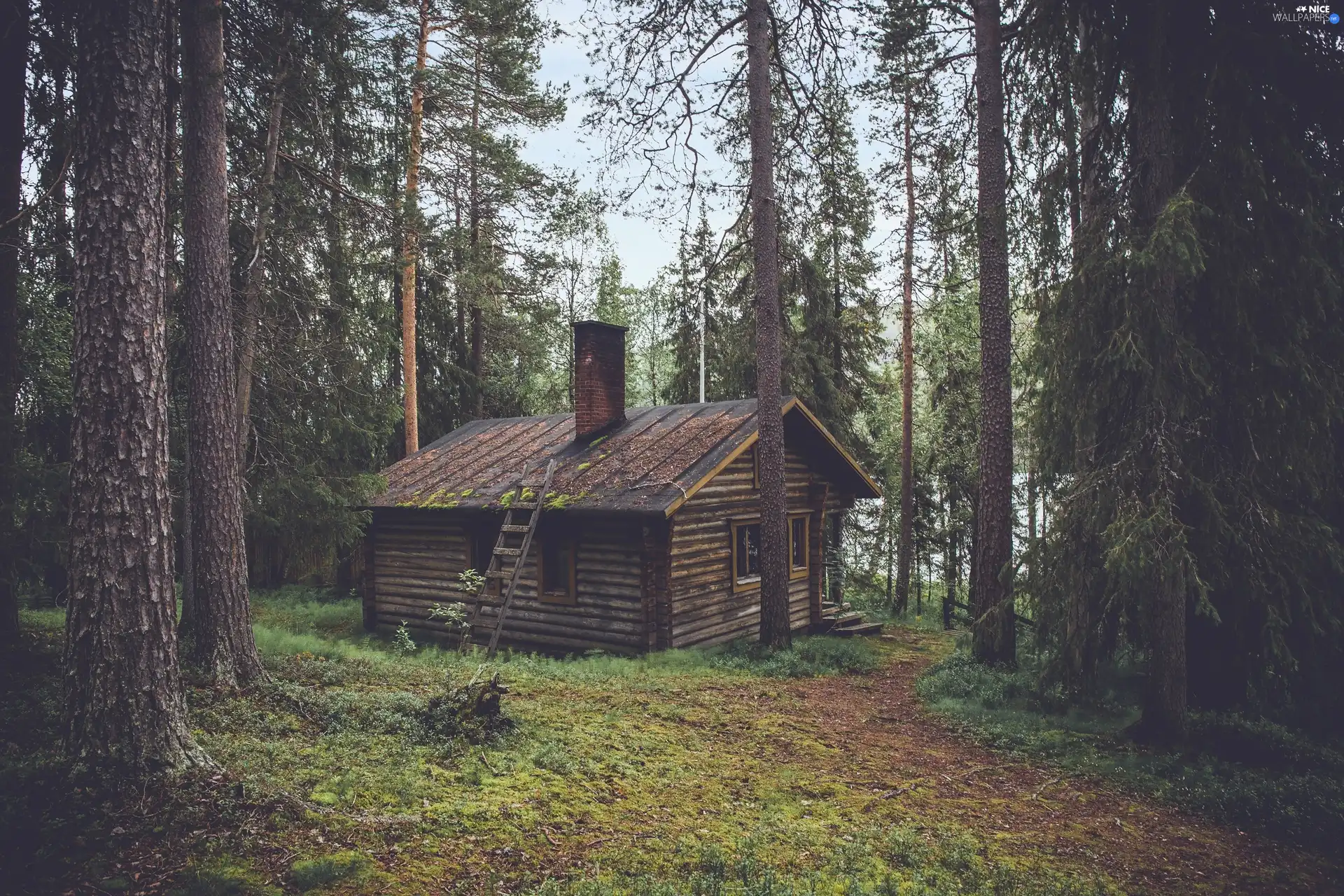 Home, forest