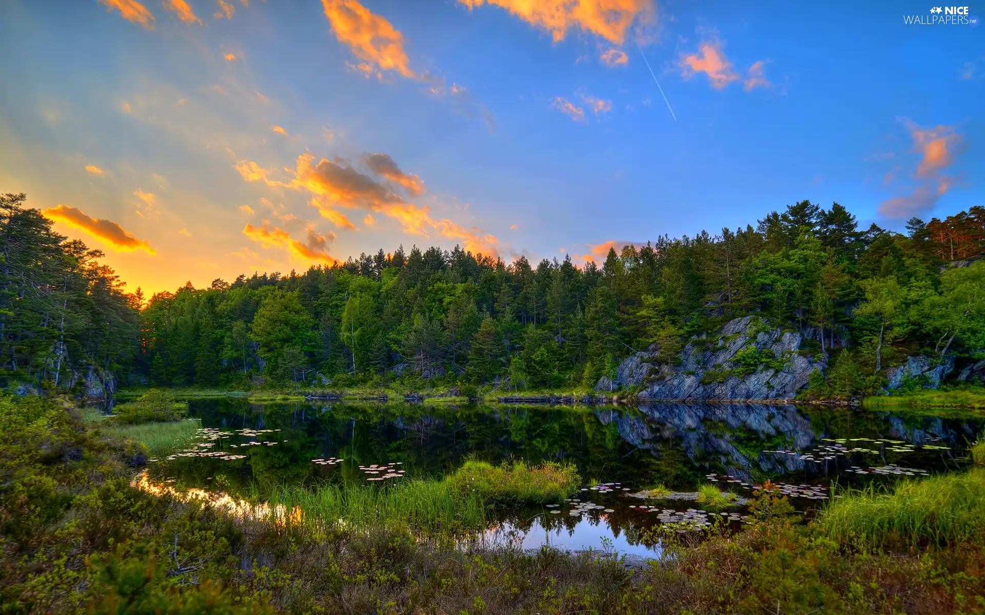 lake, forest