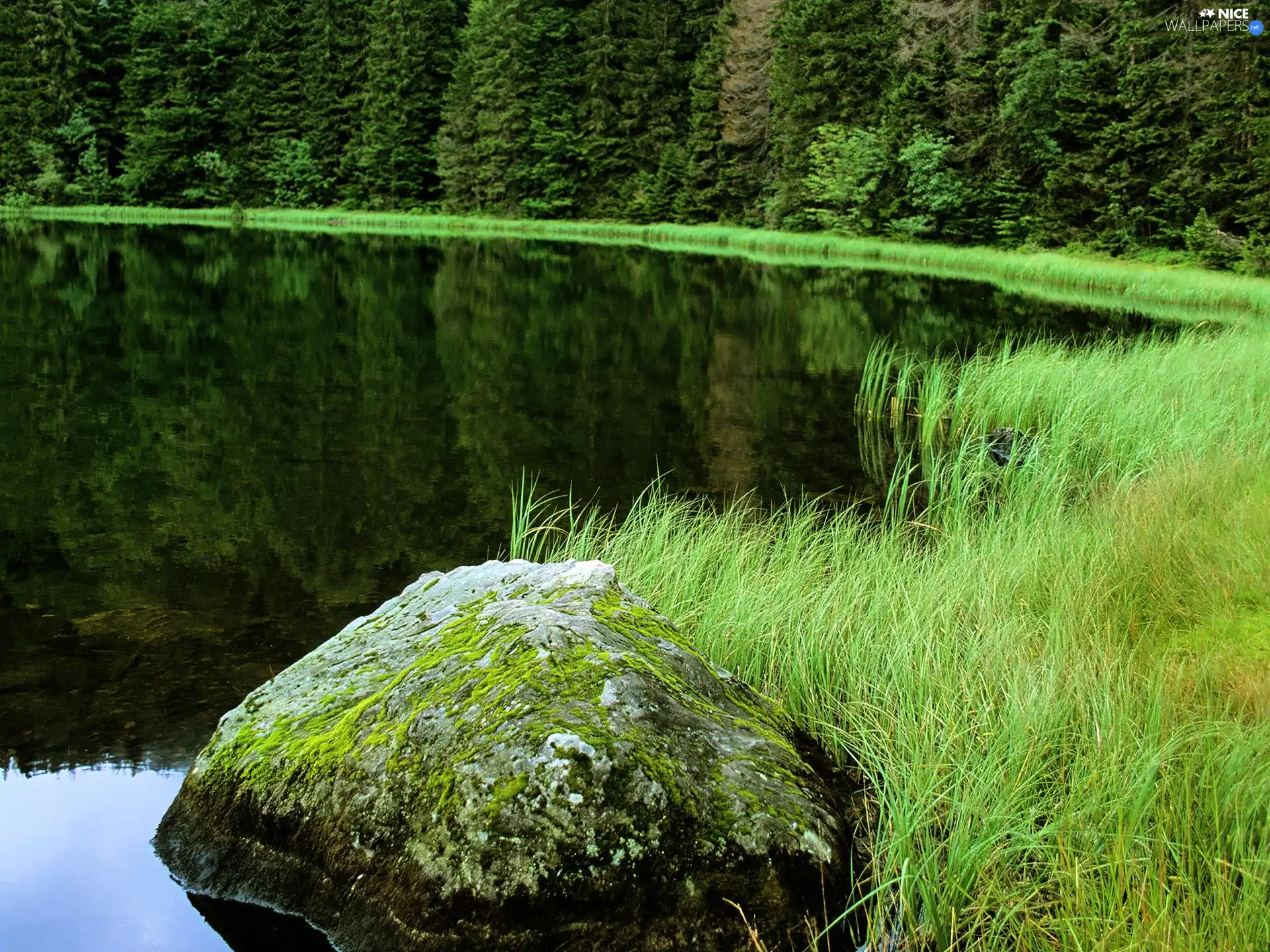 lake, grass, forest, Stone