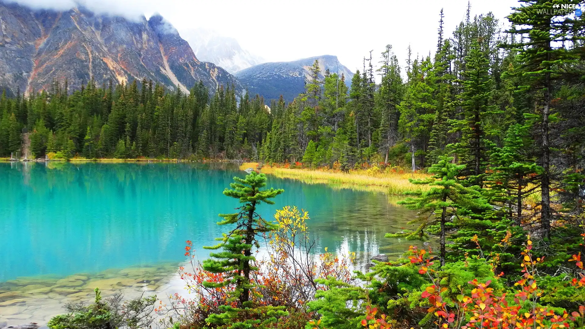 forest, Mountains, lake