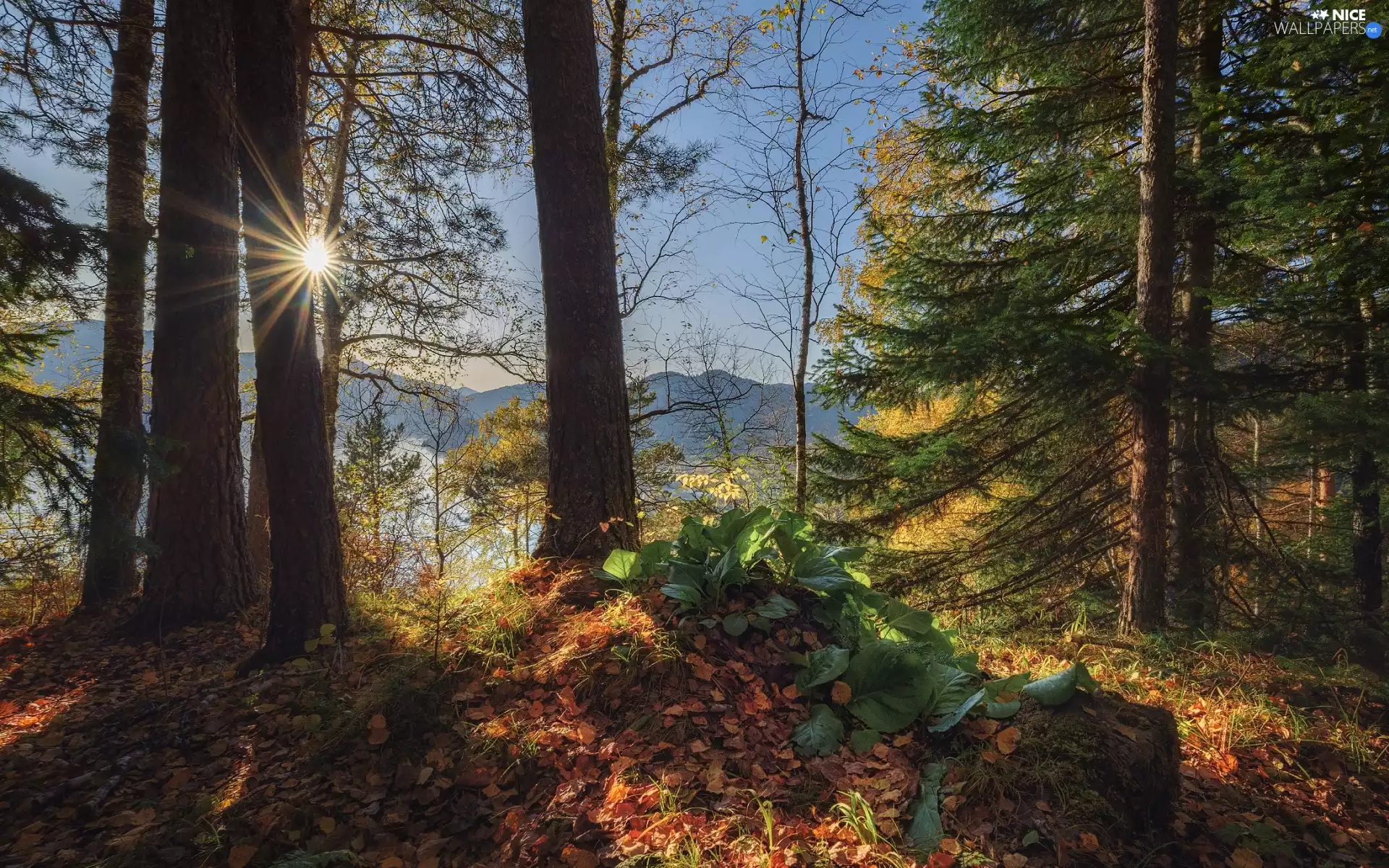 trees, Sunlight, lake, forest, autumn, viewes, Mountains