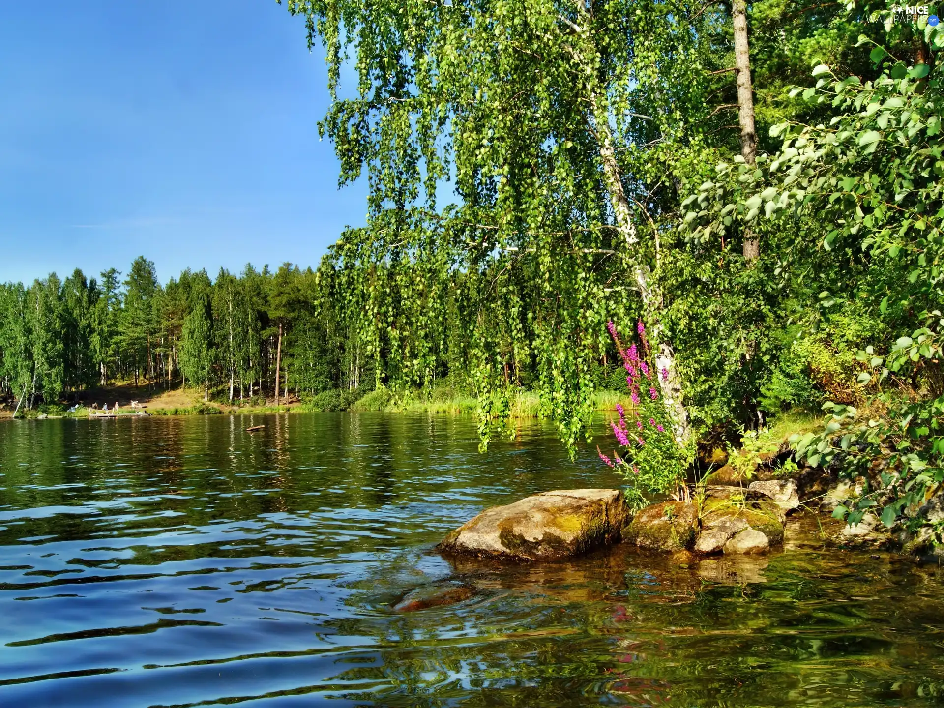 lake, birch-tree, forest, coast