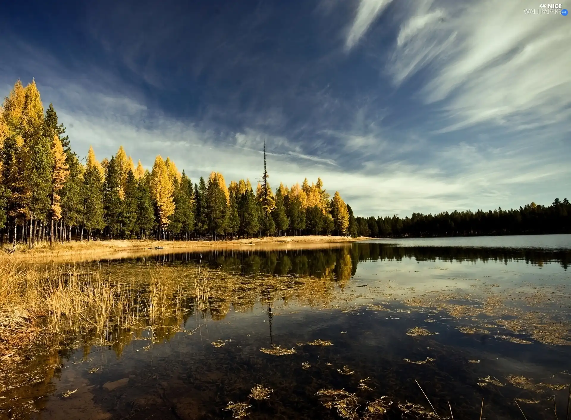 lake, forest