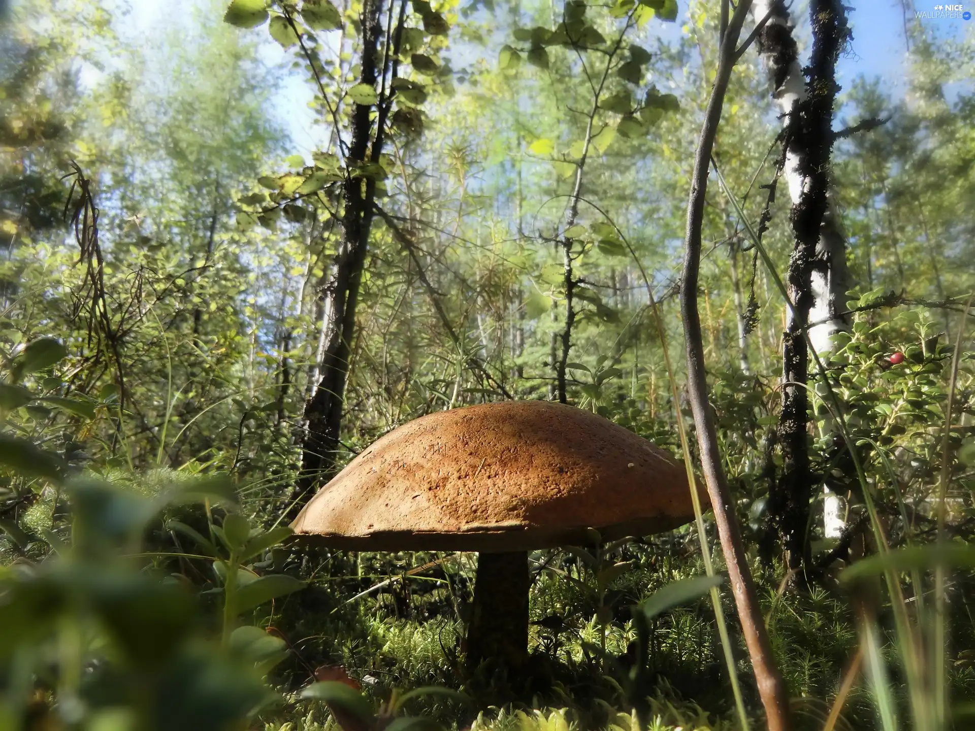 large, Red, forest, Leccinum