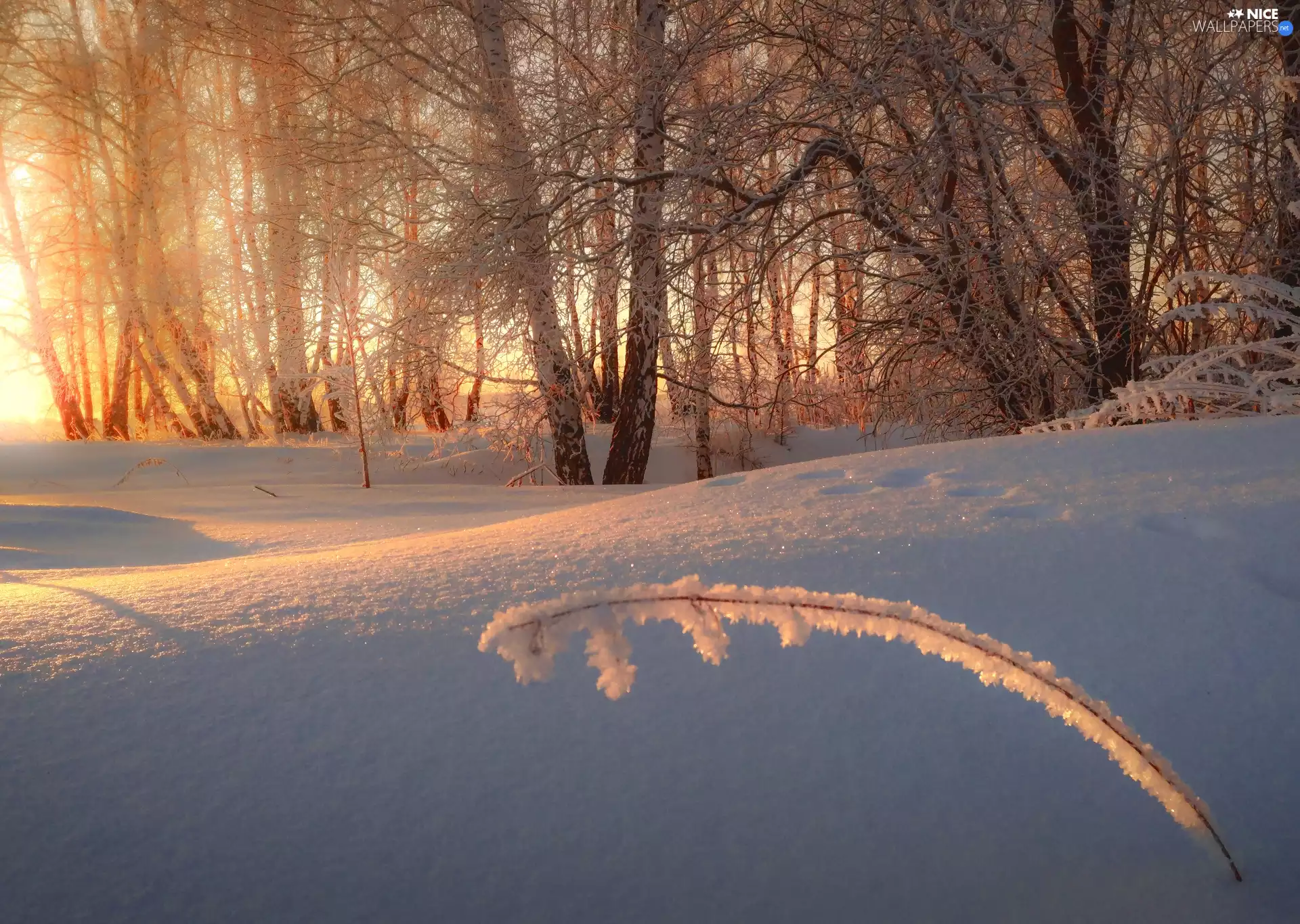 forest, winter, trees, viewes, flash, luminosity, ligh, sun, sunny