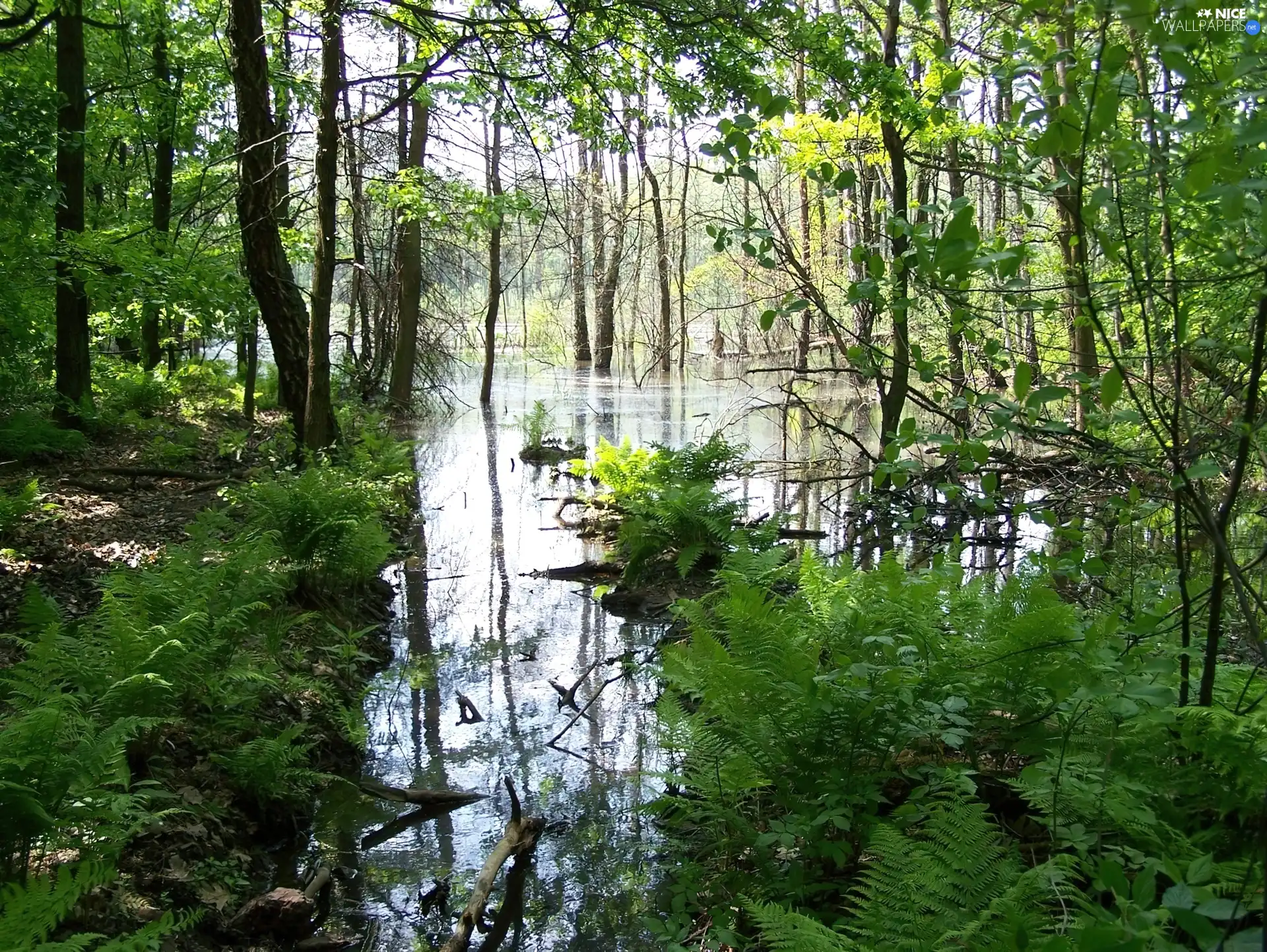 marshland, forest