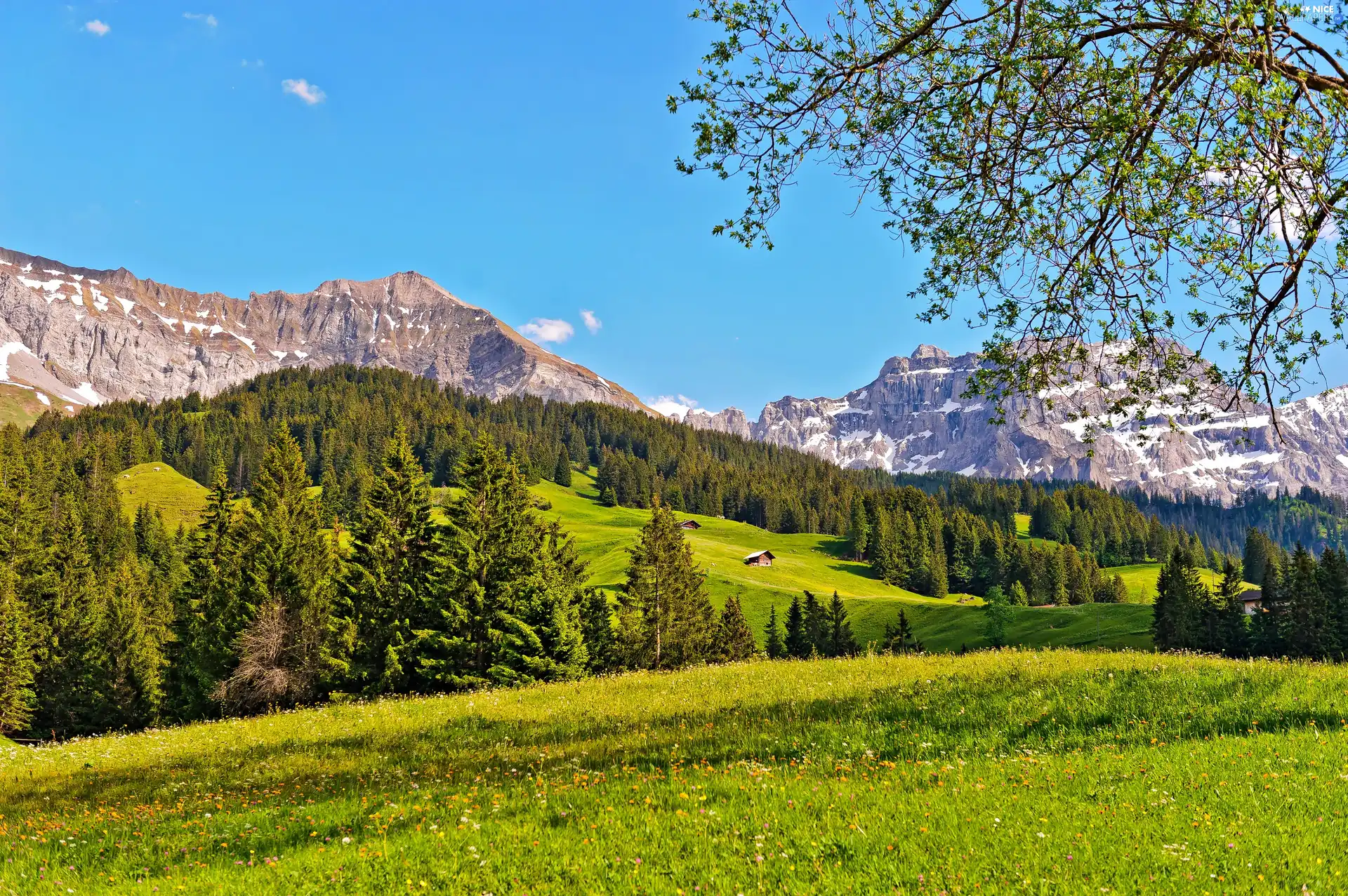 car in the meadow, Mountains, forest