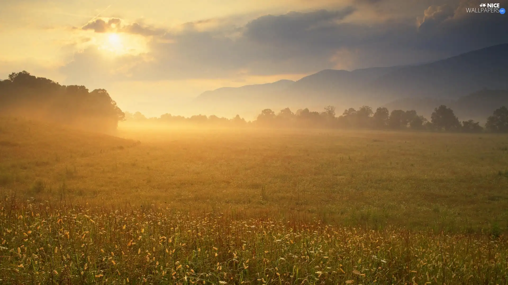 forest, Meadow, east, rays, sun