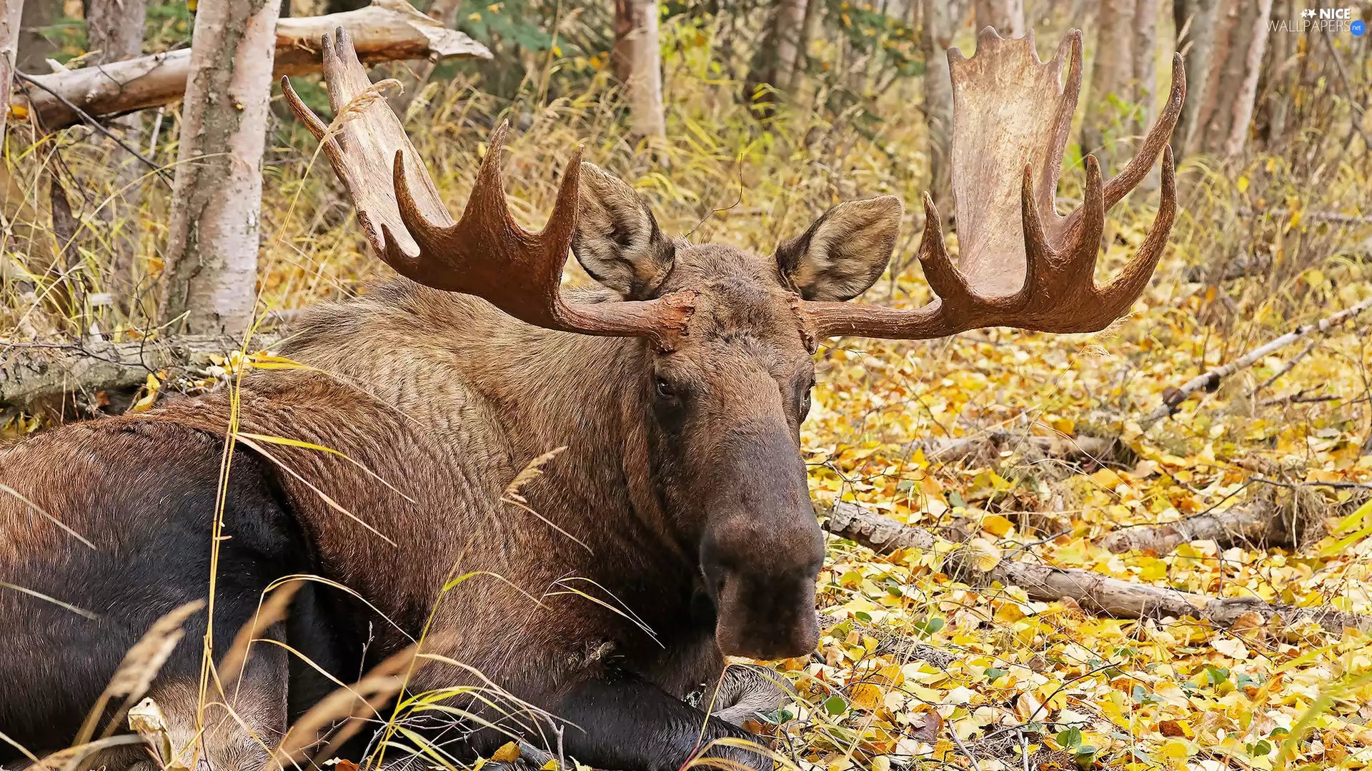 moose, Yellow, Leaf, forest