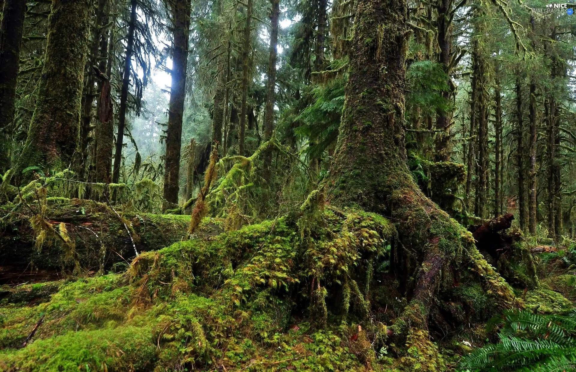 mossy, viewes, forest, trees