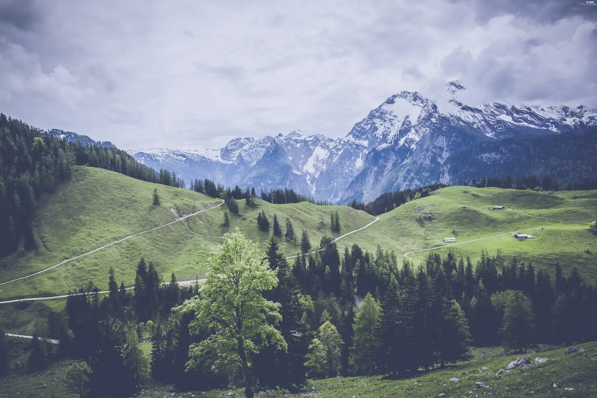 Mountains, forest