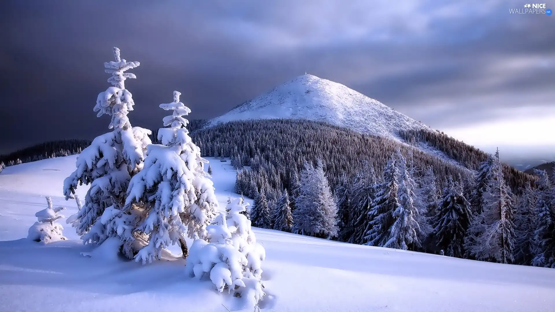 forest, winter, Mountains