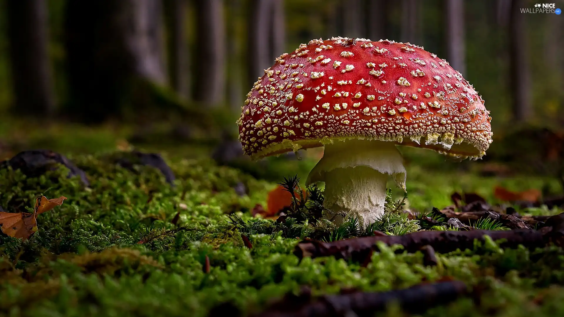 Mushrooms, litter, forest, toadstool