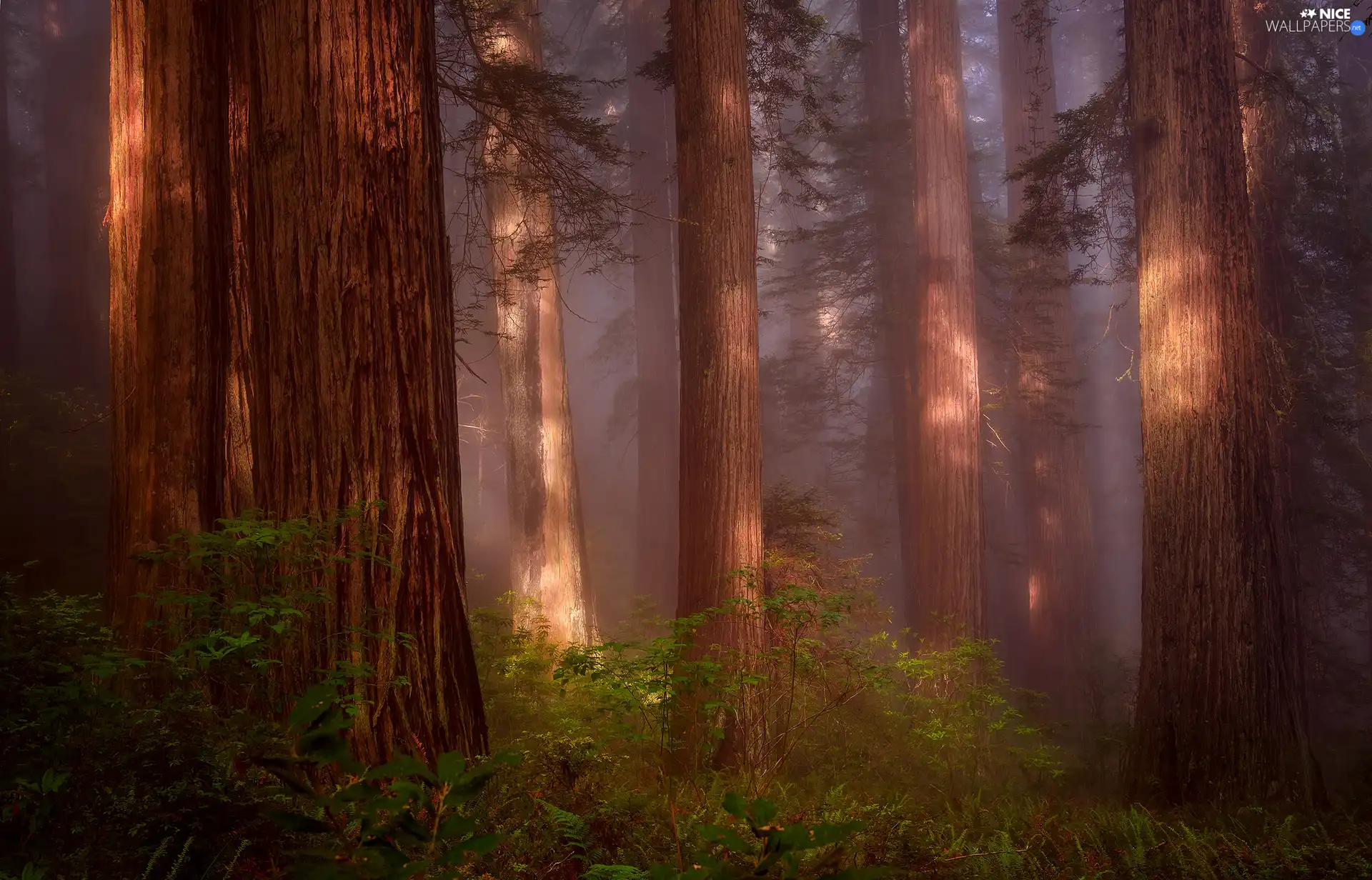 State of California, The United States, Redwood National Park, forest, fern, redwoods, viewes, Fog, trees