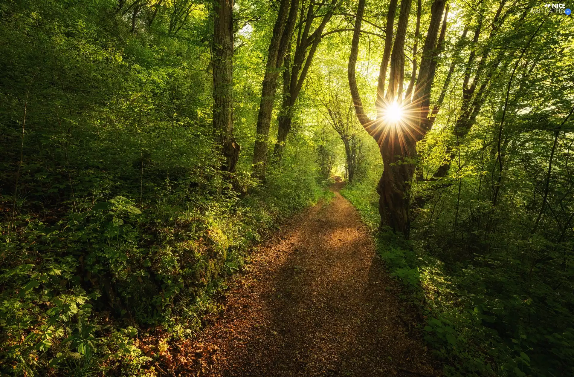 Path, rays of the Sun, trees, viewes, forest