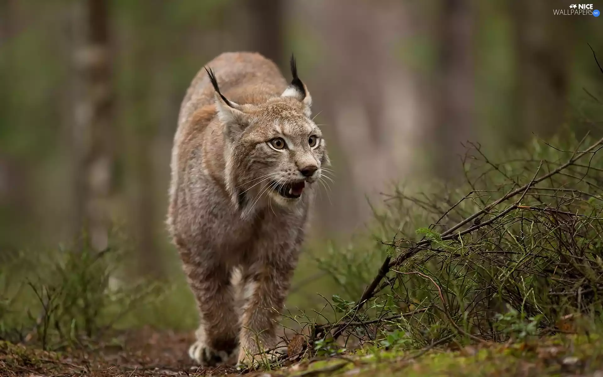 forest, Lynx, Path