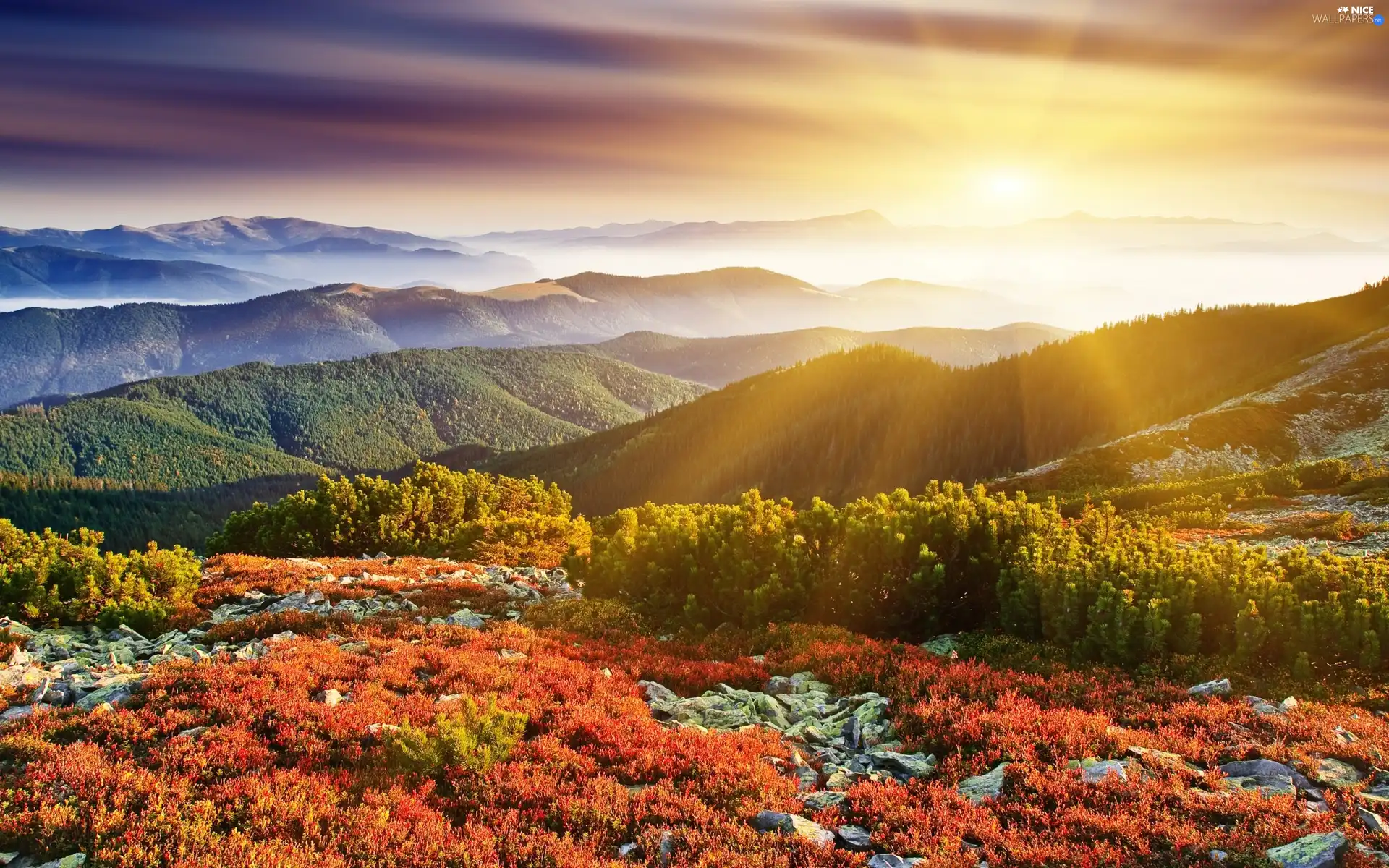 forest, Plants, sun, Mountains, rays